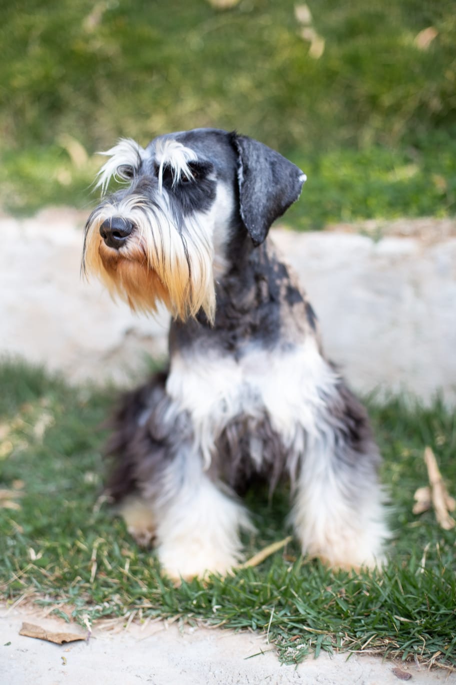 Axel