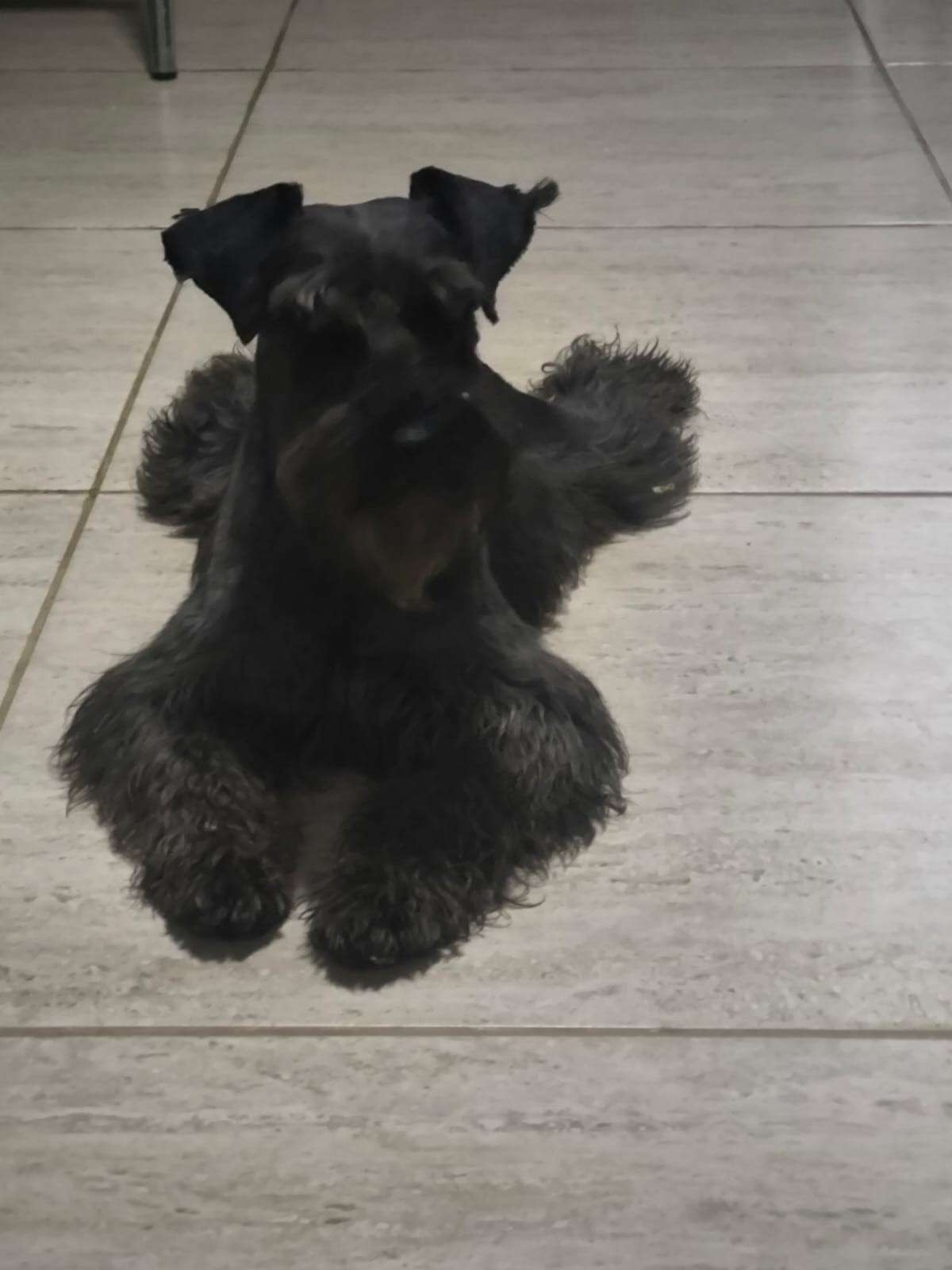 Otto